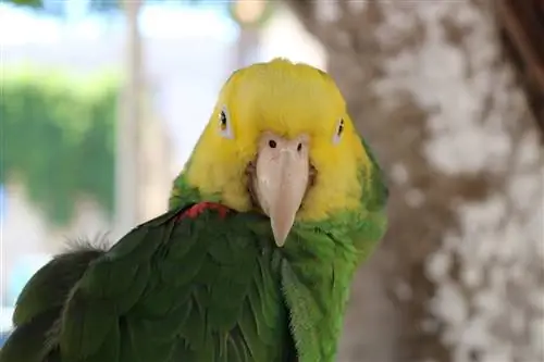 27 Hấp dẫn & Những sự thật thú vị về thú cưng về chim mà bạn chưa từng biết