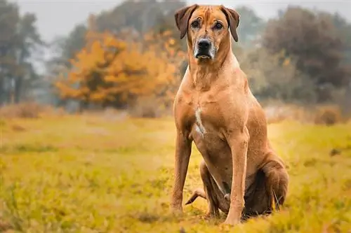 9 fascinerende Rhodesian Ridgeback-fakta du kanskje ikke vet