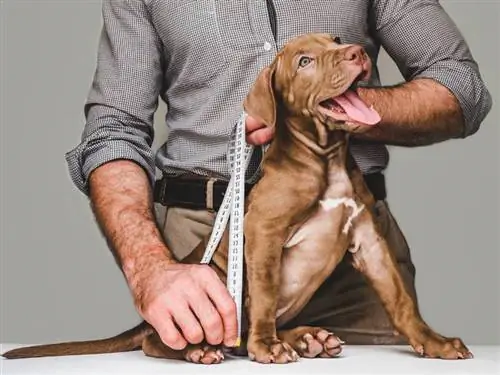 Sådan måler du en hund for tøj: 4 vigtige tips