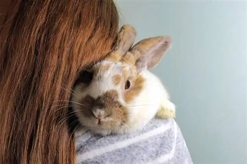 Jak bawić się z królikiem: 7 wskazówek dotyczących ich bezpieczeństwa & Komfort