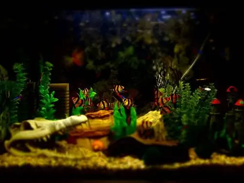 ዛሬ መስራት የሚችሏቸው 10 DIY Fish Tank Decor Plans (በፎቶዎች)