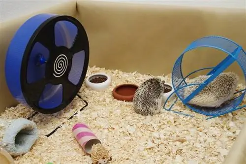 10 DIY Hedgehog Cage Plans You Can build Today (Nrog duab)