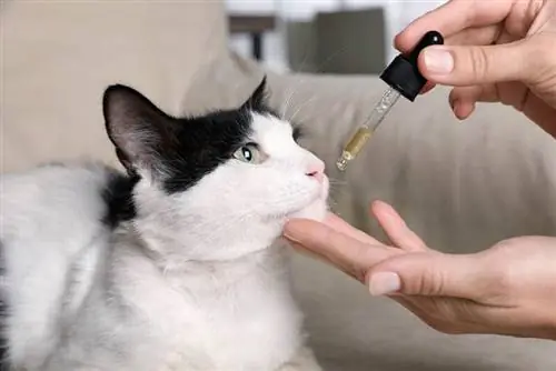 CBD масло за котки: ползи, дозировка & Какво трябва да знаете
