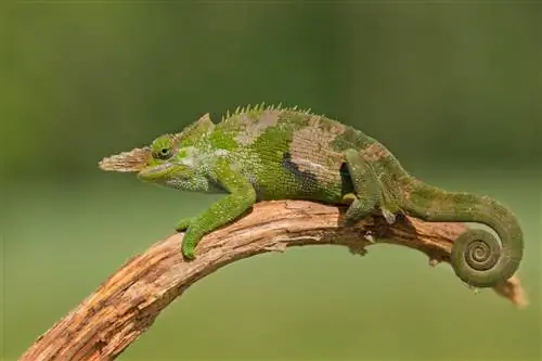 Saan Nakatira ang mga Chameleon? Mga Bansa & Pangkalahatang-ideya ng Mga Habitat