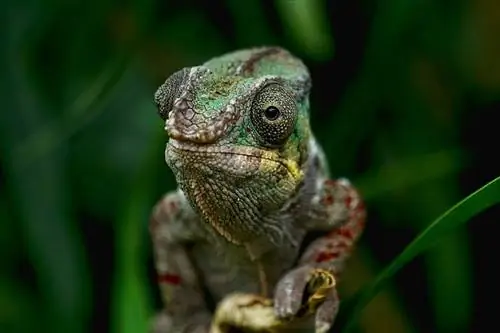 Ar chameleonai turi kvapą kaip augintinis? Priežastys & Ką daryti