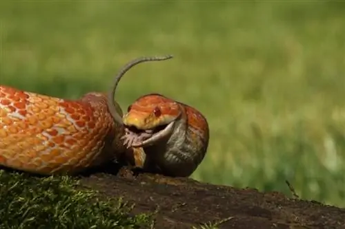 Que mangent les serpents dans la nature et comme animaux de compagnie ? Régime & Faits sur la santé