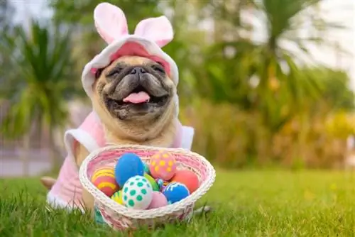 Köpeğiniz İçin Paskalya Yumurtası Avı Nasıl Planlanır: 5 İpucu & Püf Noktası