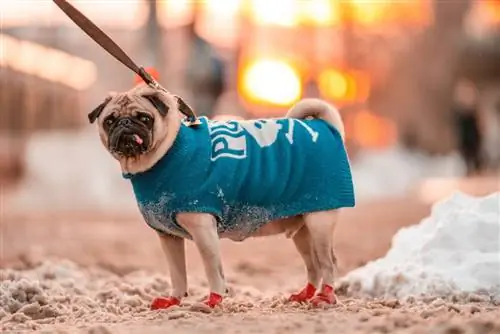 Cómo entrenar a tu perro para que use botas para perros (5 consejos fáciles)