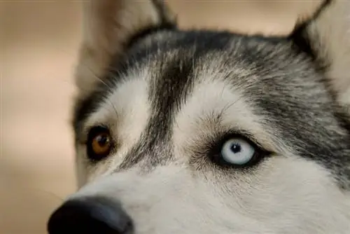 16 kjæledyr som vanligvis har forskjellig fargede øyne