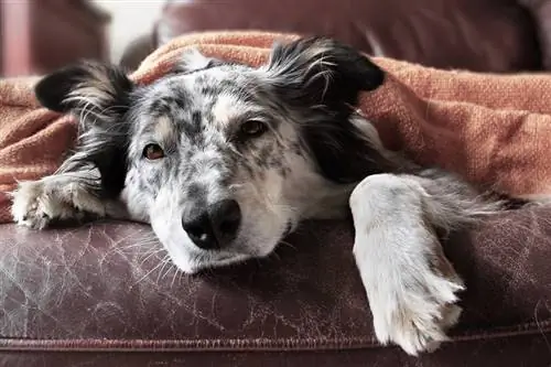 Köpekler için Gabapentin (Veteriner Cevap): & Potansiyel Yan Etki Kullanır