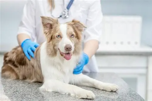 15 consejos sobre cómo mantener a un perro hipercalmado después del tratamiento contra el gusano del corazón