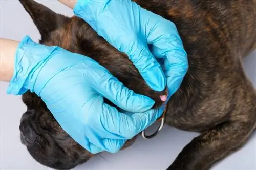 Wat is papilloma bij honden? Oorzaken, tekenen & Zorg (antwoord dierenarts)