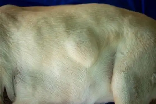 Magkano ang Gastos ng Dog Lipoma Surgery? (Gabay sa Presyo ng 2023)