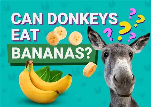 Burro pode comer banana? Fatos & FAQ