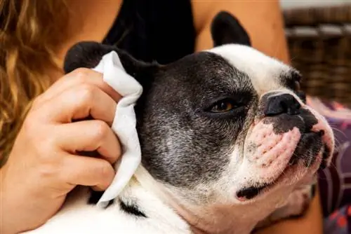 5 कुत्तों को कान में संक्रमण होने का खतरा: पशुचिकित्सक द्वारा समीक्षा किए गए तथ्य & संकेत