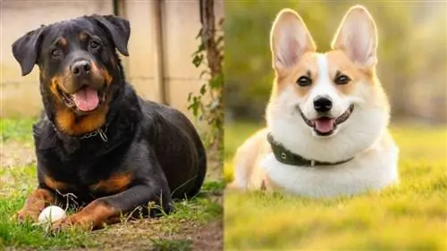 Rotveilerių korgių mišrių šunų veislė: informacija, nuotraukos, priežiūra, & faktai