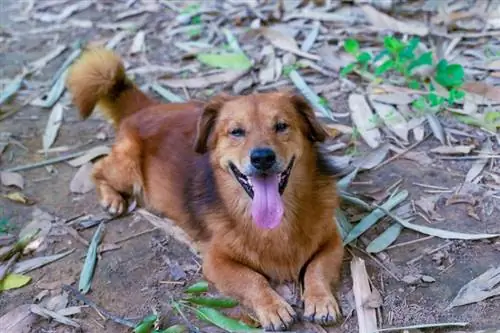 Korgių auksaspalvių retriverių mišrių šunų veislės informacija, nuotraukos, temperamentas & bruožai