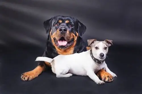 Jackweiler Dog Breed: ข้อมูล, รูปภาพ, อารมณ์ & ลักษณะนิสัย