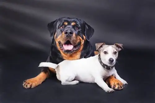 Jackweiler Dog Breed: معلومات ، صور ، مزاج & السمات