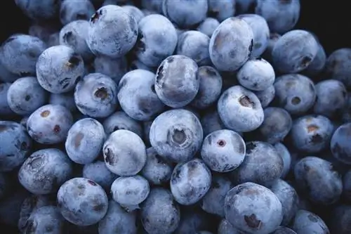 Je, Iguana Inaweza Kula Blueberries? Unachohitaji Kujua