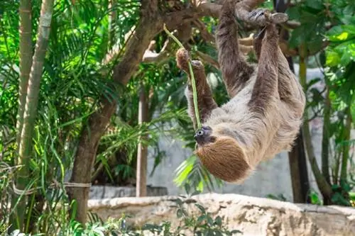 Ano ang Kinakain ng mga Sloth? Interesanteng kaalaman