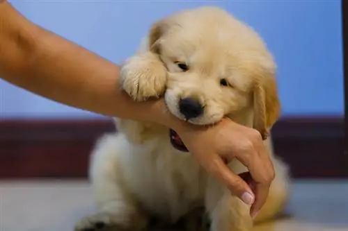 Golden Retriever dişləməsi nə qədər güclüdür? (PSI ilə ölçülür)