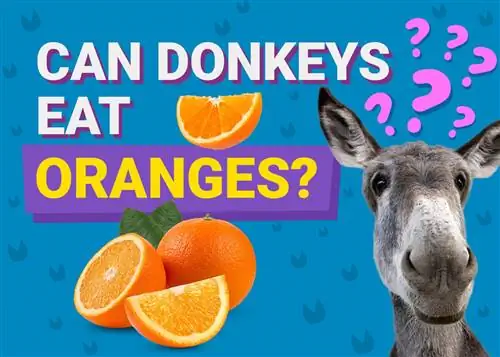 Burro pode comer laranja? Eles são bons para eles? (Fatos, & FAQ)