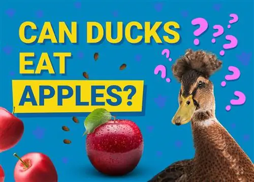 هل يستطيع البط أكل التفاح؟ حمية & نصائح صحية
