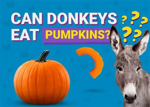 Kan åsnor äta pumpor? Är det bra för dem? (Fakta, & FAQ)