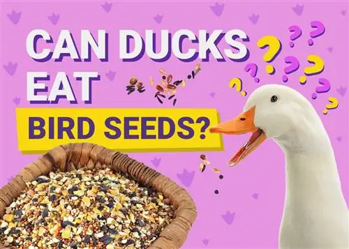 Els ànecs poden menjar llavors d'ocells? Dieta & Consells de benestar