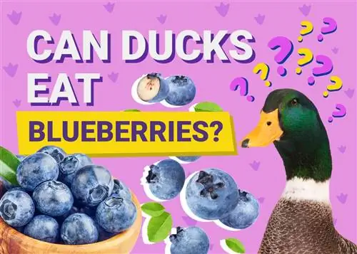 Kan ankor äta blåbär? Vad du behöver veta