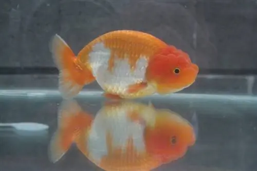 Goldfish Flukes. Symptoms, Treatment & Կանխարգելման ուղեցույց