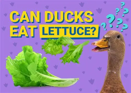 Dürfen Enten Salat essen? Alles, was Sie wissen wollen