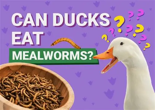 Le anatre possono mangiare i vermi della farina? Cosa hai bisogno di sapere