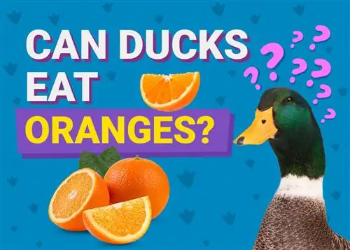 Vai pīles var ēst apelsīnus? Diēta & Veselības padomi