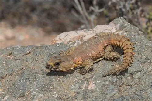 Armadillo Lizard: Ghid de îngrijire, Poze, Soiuri, Durată de viață & Mai mult