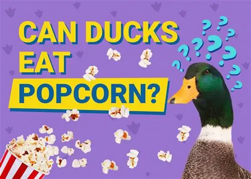 Czy kaczki mogą jeść popcorn? Dieta & Porady zdrowotne