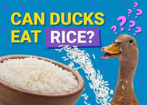 هل يستطيع البط أكل الأرز؟ حمية & نصائح صحية