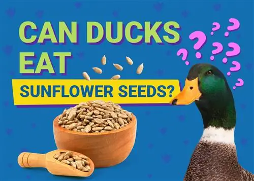 האם ברווזים יכולים לאכול גרעיני חמניות? מה שאתה צריך לדעת