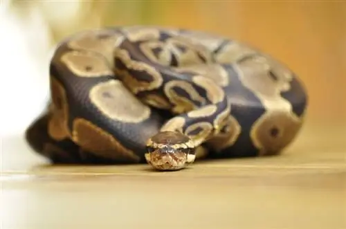 9 Peternak Ball Python Terbaik 2023 – Ulasan & Pilihan Teratas