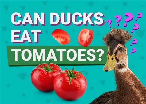 هل يستطيع البط أكل الطماطم؟ ما تحتاج إلى معرفته