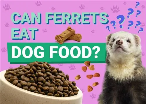 Ali lahko dihurji jedo pasjo hrano? Kaj morate vedeti