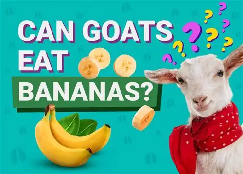 Могат ли козите да ядат банани? Какво трябва да знаете