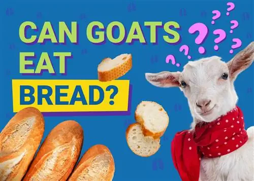 Le capre possono mangiare il pane? Cosa hai bisogno di sapere