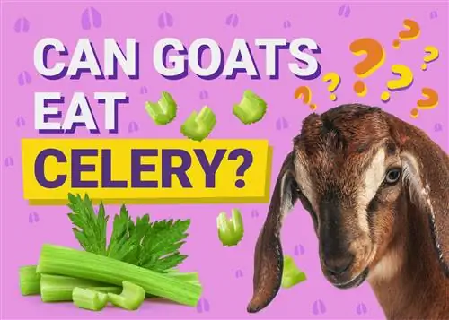 क्या बकरियां अजवाइन खा सकती हैं? आपको क्या जानने की आवश्यकता है