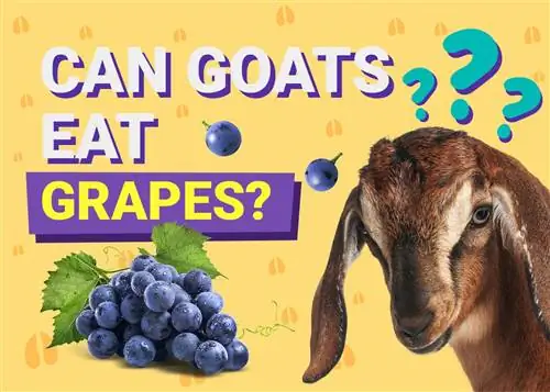 Les cabres poden menjar raïm? El que has de saber