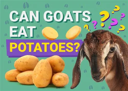 Caprele pot mânca cartofi? Ce trebuie sa stii