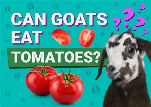 هل يمكن للماعز أن تأكل الطماطم؟ ما تحتاج إلى معرفته