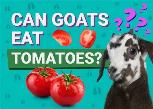 ¿Pueden las cabras comer tomates? ¡Lo que necesitas saber