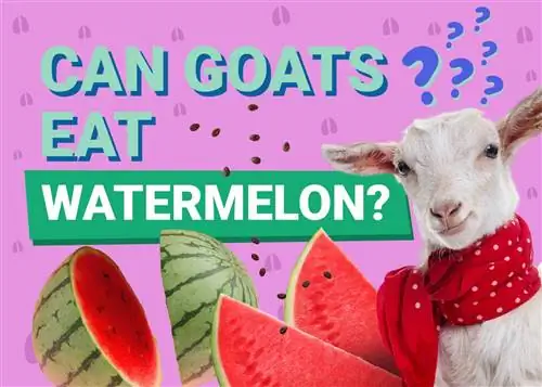 Les chèvres peuvent-elles manger de la pastèque ? Que souhaitez-vous savoir